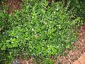 Korean Littleleaf Boxwood / Buxus microphylla var. koreana 